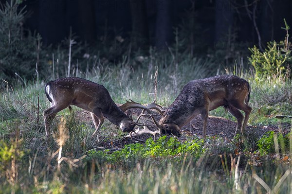 Fallow deer