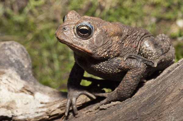 American toad