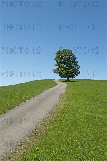 Field path with chestnut tree in Western Allgaeu near Stiefenhofen