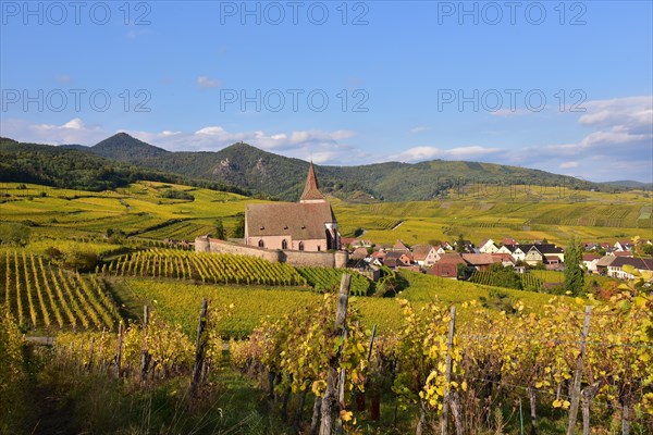 View of the village church and the vineyards of Hunawihr on the Alsace Wine Route in the Haut-Rhin departement