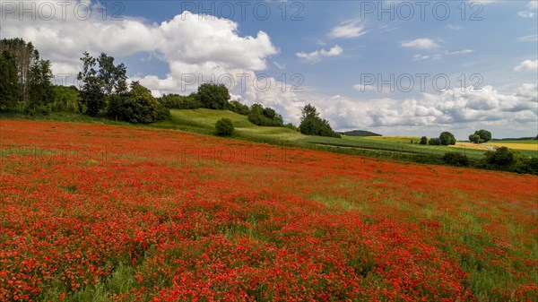 Field with poppy flowers