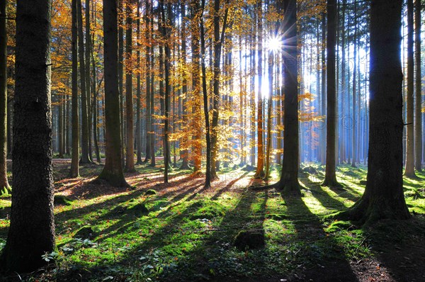 High forest in autumn with backlight