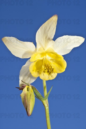 Yellow columbine