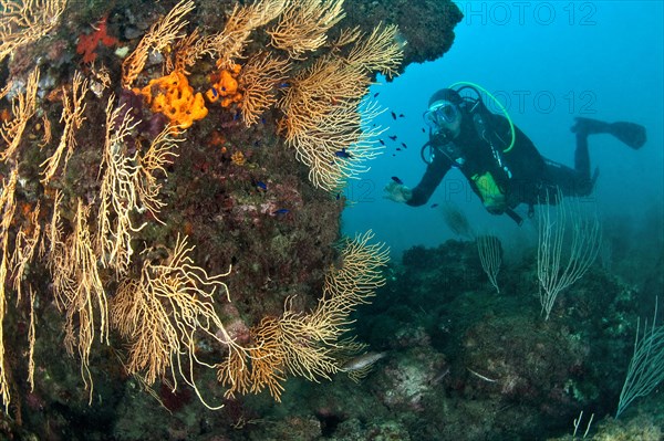 Yellow gorgonian