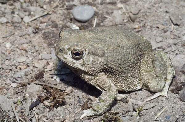 The Texas toad