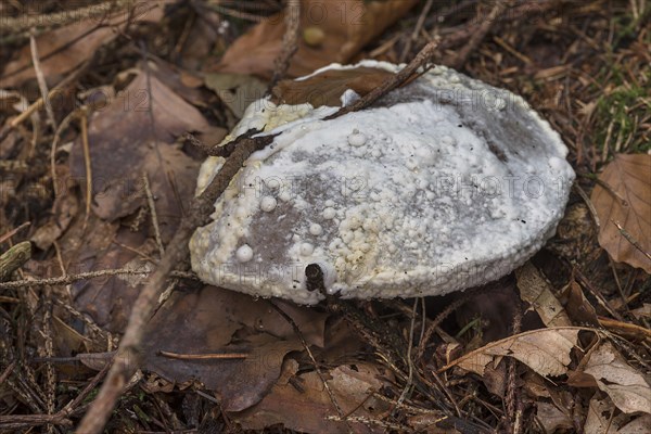 Crusty ball fungus relative