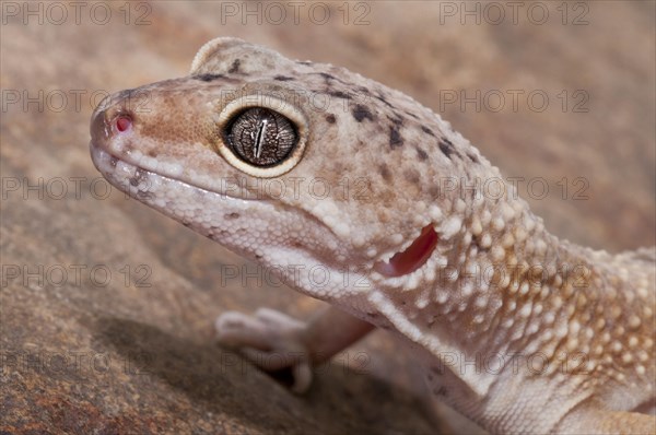 Leopard gecko