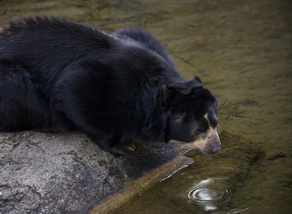 Spectacled bear