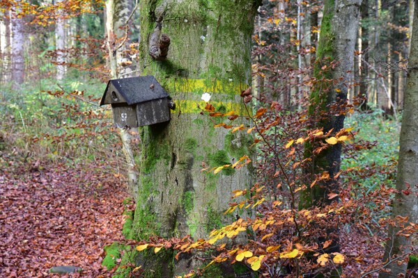 Nest box in a mixed forest in Swabia