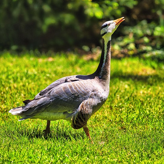 Bar-headed Goose