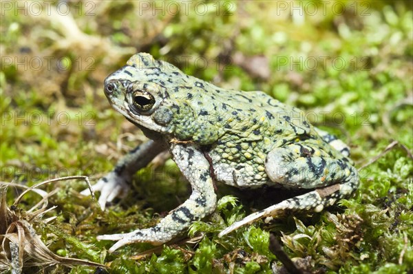 The western green toad