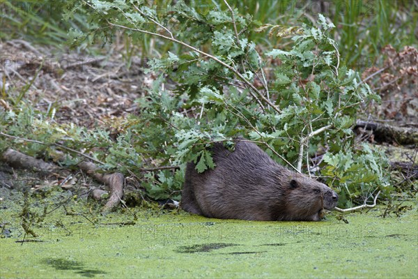 European beaver