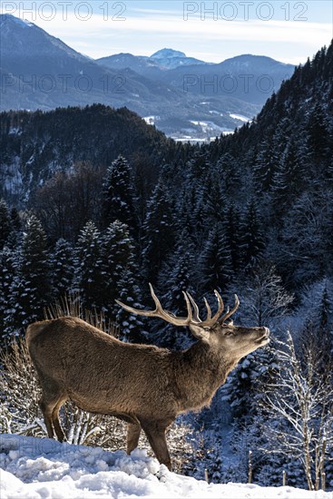 Deer on the Reiseralm near Lenggries