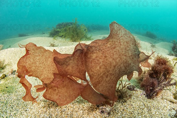 Red algae