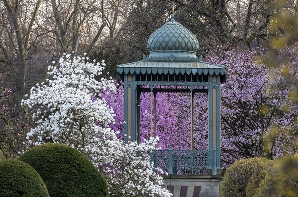 Magnolia blossom in spring