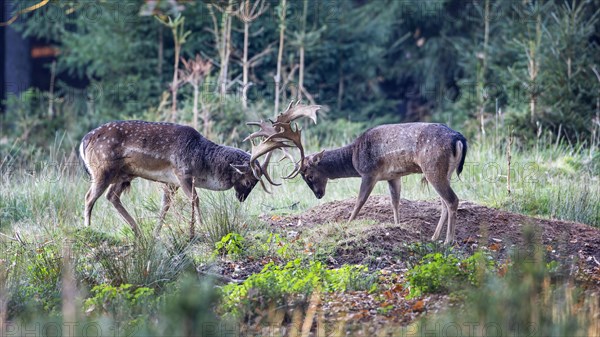 Fallow deer