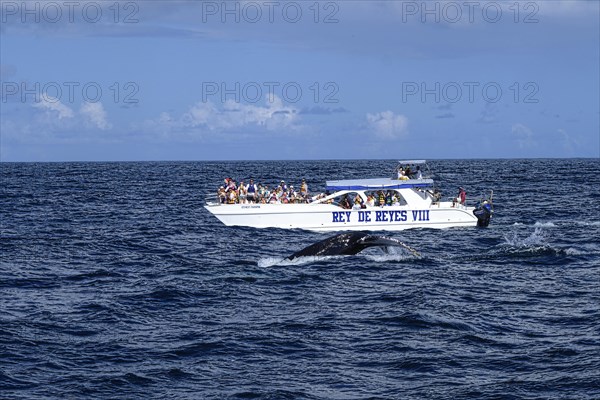 Humpback whale