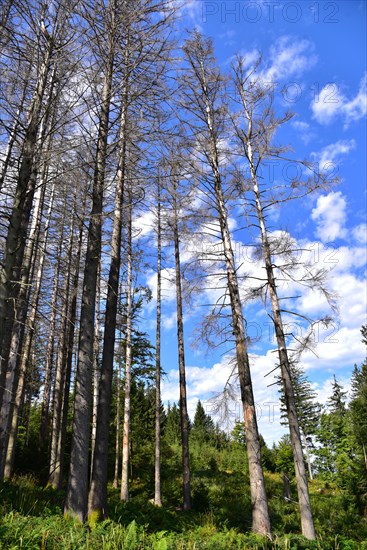 Dead spruces in a mountain forest near Missen