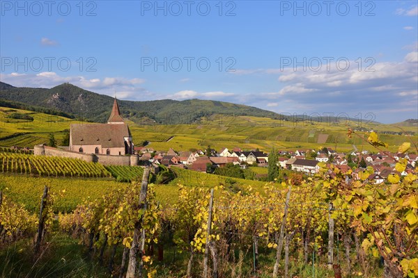 View of the village church and the vineyards of Hunawihr on the Alsace Wine Route in the Haut-Rhin departement