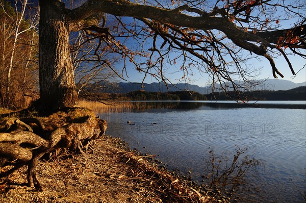 Oak tree