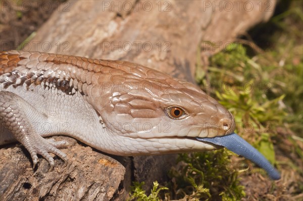 Blue tongued skink