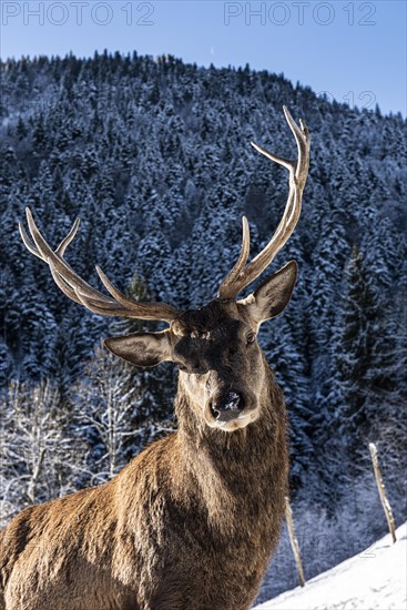 Deer on the Reiseralm near Lenggries