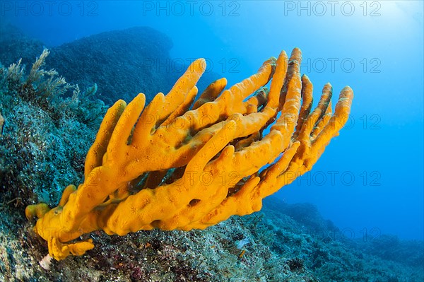 Yellow antlers sponge