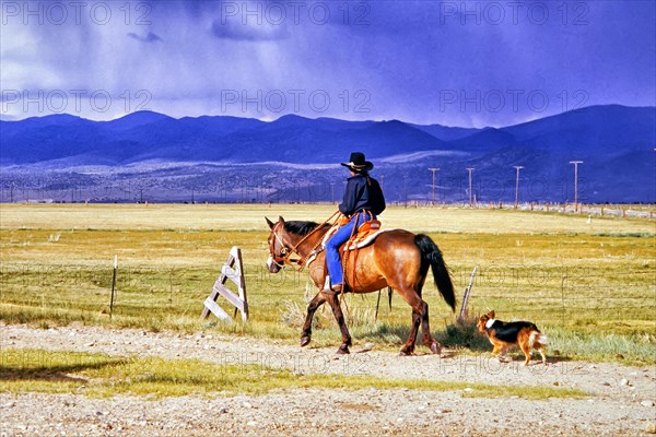 Cowgirl on brown horse