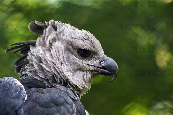 American harpy eagle