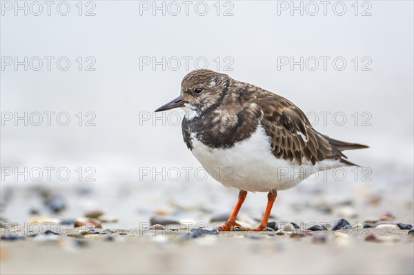 Ruddy turnstone