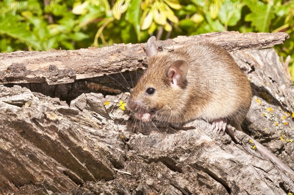 House mouse