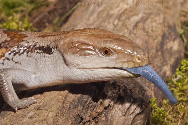 Blue tongued skink