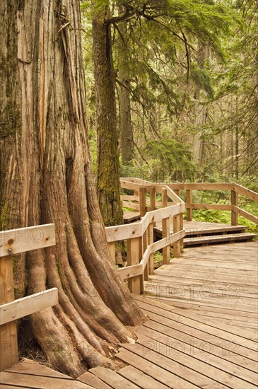 Western red cedar