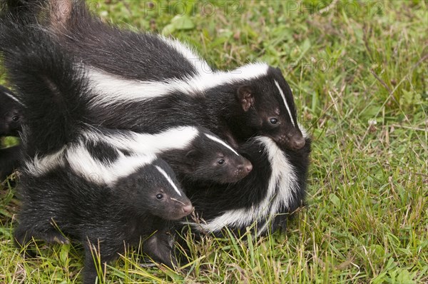 Striped skunk