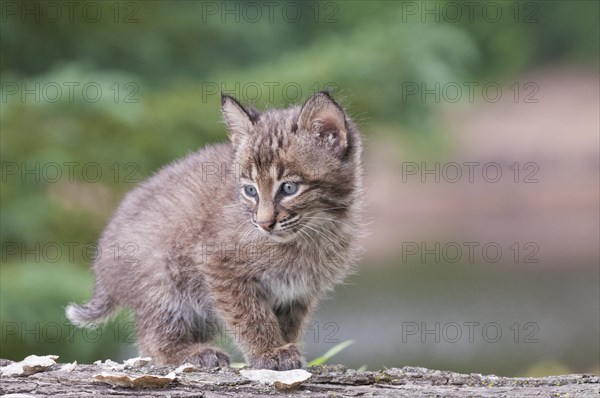 Bobcat kitten