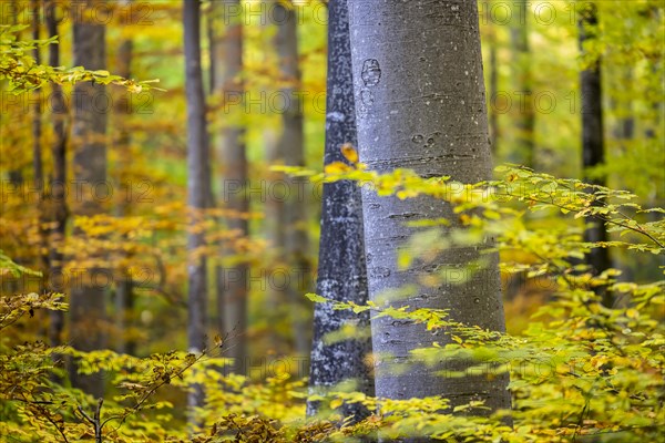 Autumn forest with beech
