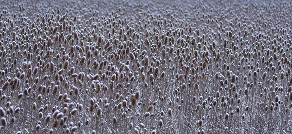 Field of wild teasel