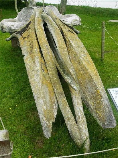 Whale bones