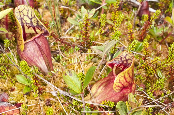 Pitcher plant