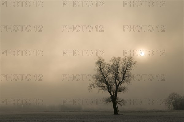 Tree with hunters stand backlit by morning fog