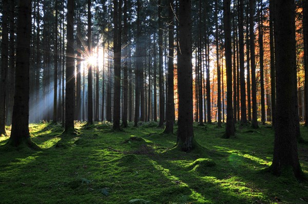 High forest in autumn with backlight