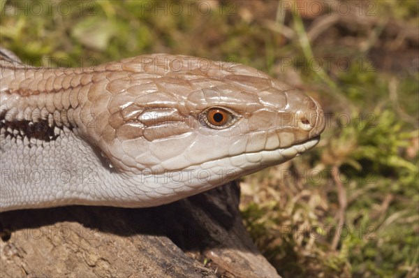 Blue tongued skink