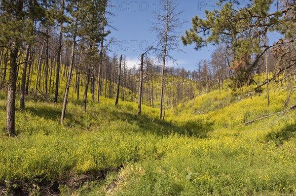 Yellow sweet clover