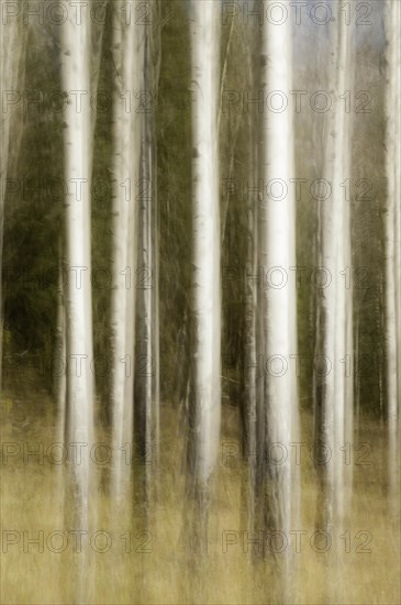 Motion blur of Quaking Aspen