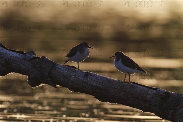 Common sandpiper