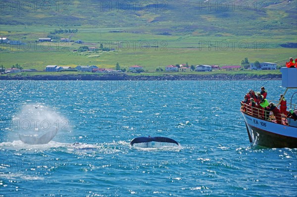 Descending humpback whales in front of a wooden tourist boat