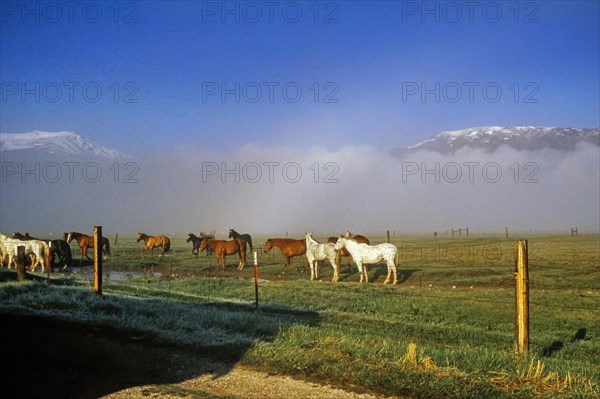 Horse on the ranch pasture