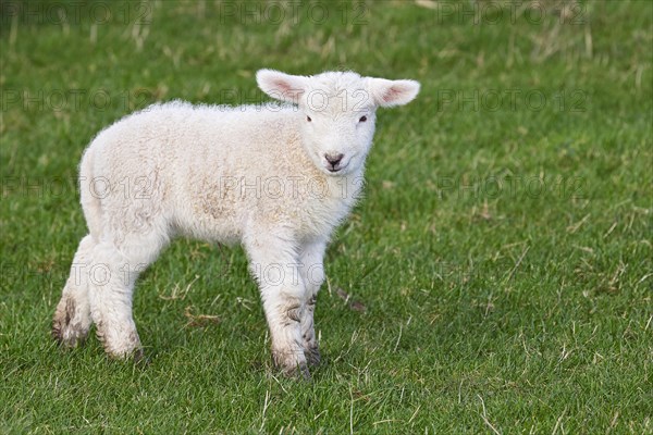 Domestic sheep