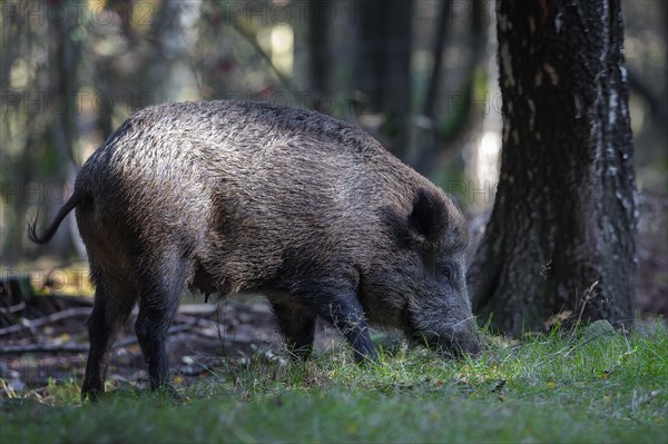 Wild boar