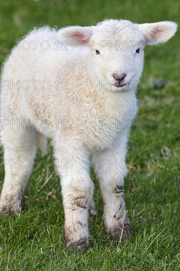 Domestic sheep